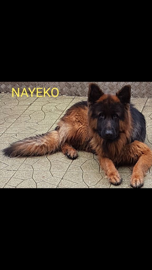 Nayeko (Sans Affixe)