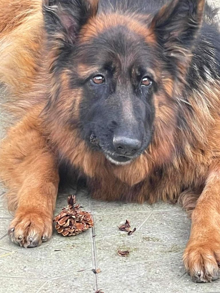 Ropsy (Sans Affixe)