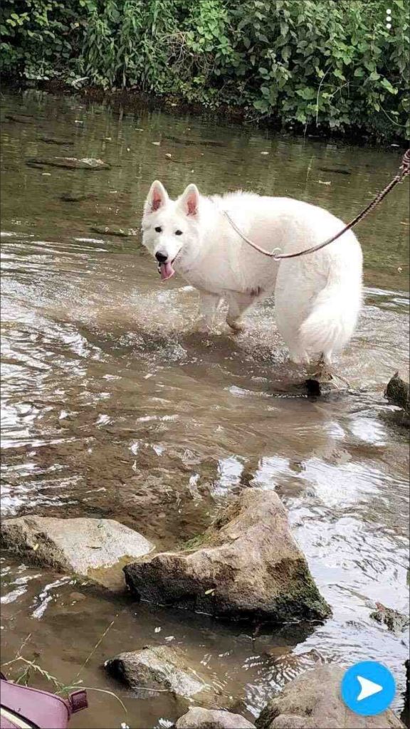 Chiots nés chez nous