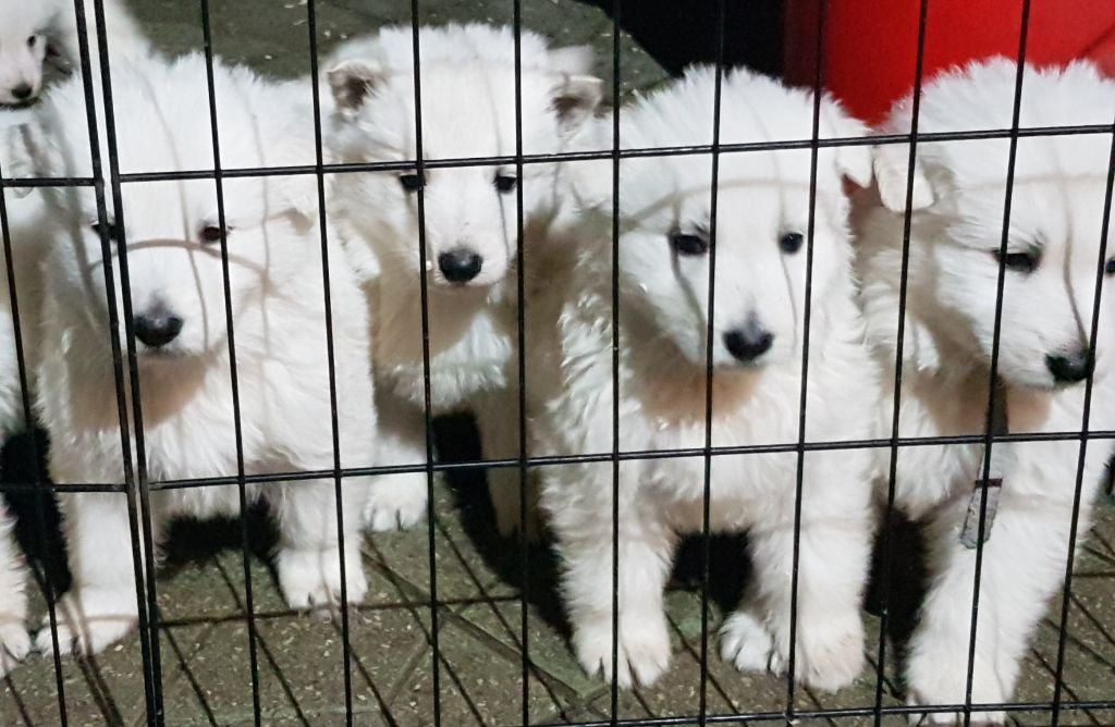 Chiots à la découverte de l extérieur 5 semaines ( reste 1 mâle et 3 f