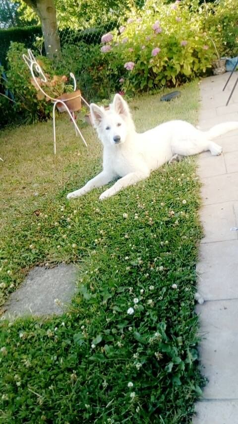 Chiots Farha et E'rex